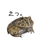 かどかどで。クランウェルツノガエル（個別スタンプ：29）
