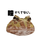 かどかどで。クランウェルツノガエル（個別スタンプ：32）