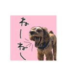 コッカプーのトッティ（個別スタンプ：1）