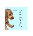 コッカプーのトッティ（個別スタンプ：2）
