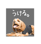 コッカプーのトッティ（個別スタンプ：10）