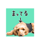 コッカプーのトッティ（個別スタンプ：13）