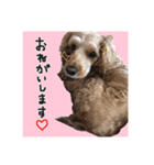 コッカプーのトッティ（個別スタンプ：14）