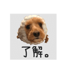 コッカプーのトッティ（個別スタンプ：15）