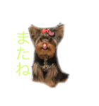 それ行け クド・ムト 1（個別スタンプ：13）