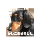 愛犬の挨拶 ⑥（個別スタンプ：3）