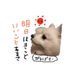 もふポメ福詠くん5（個別スタンプ：8）