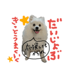 もふポメ福詠くん5（個別スタンプ：12）