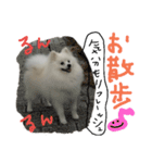 もふポメ福詠くん5（個別スタンプ：14）