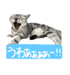 うにすたんぷぅ（個別スタンプ：9）