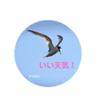 オーストラリアの野鳥で挨拶（個別スタンプ：3）