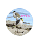 オーストラリアの野鳥で挨拶（個別スタンプ：4）