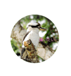 オーストラリアの野鳥で挨拶（個別スタンプ：6）
