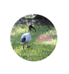 オーストラリアの野鳥で挨拶（個別スタンプ：7）