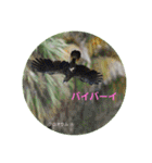 オーストラリアの野鳥で挨拶（個別スタンプ：8）