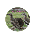 オーストラリアの野鳥で挨拶（個別スタンプ：9）