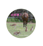 オーストラリアの野鳥で挨拶（個別スタンプ：11）
