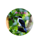 オーストラリアの野鳥で挨拶（個別スタンプ：12）