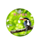 オーストラリアの野鳥で挨拶（個別スタンプ：13）