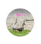 オーストラリアの野鳥で挨拶（個別スタンプ：14）