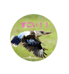 オーストラリアの野鳥で挨拶（個別スタンプ：15）