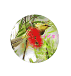 オーストラリアの野鳥で挨拶（個別スタンプ：16）