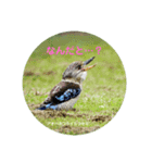 オーストラリアの野鳥で挨拶（個別スタンプ：17）