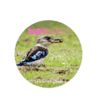 オーストラリアの野鳥で挨拶（個別スタンプ：18）
