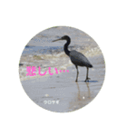 オーストラリアの野鳥で挨拶（個別スタンプ：20）
