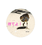 オーストラリアの野鳥で挨拶（個別スタンプ：21）