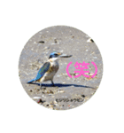 オーストラリアの野鳥で挨拶（個別スタンプ：22）