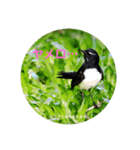 オーストラリアの野鳥で挨拶（個別スタンプ：23）