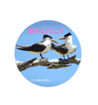 オーストラリアの野鳥で挨拶（個別スタンプ：24）