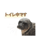 アザラシの発言2（個別スタンプ：4）