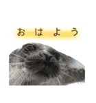 アザラシの発言2（個別スタンプ：6）