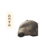 アザラシの発言2（個別スタンプ：7）
