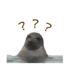 アザラシの発言2（個別スタンプ：9）