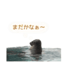 アザラシの発言2（個別スタンプ：14）