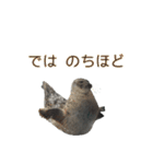 アザラシの発言2（個別スタンプ：16）