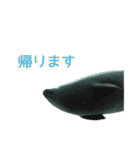 アザラシの発言2（個別スタンプ：17）