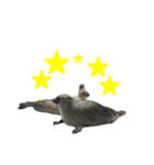 アザラシの発言2（個別スタンプ：20）