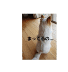 犬らぶ（個別スタンプ：7）