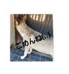 犬らぶ（個別スタンプ：13）