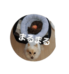 犬らぶ（個別スタンプ：15）