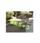 犬らぶ（個別スタンプ：17）