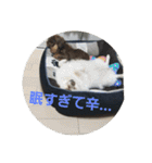 犬らぶ（個別スタンプ：19）