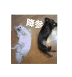 犬らぶ（個別スタンプ：23）