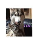 犬らぶ（個別スタンプ：24）