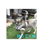犬らぶ（個別スタンプ：25）