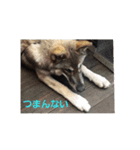 犬らぶ（個別スタンプ：29）